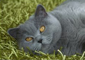 adopter un chat adulte british shorthair
